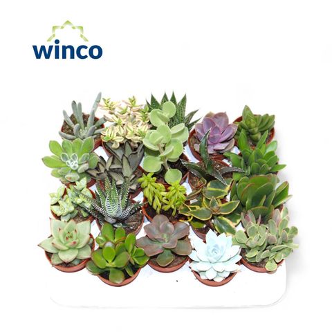 Succulente MIX