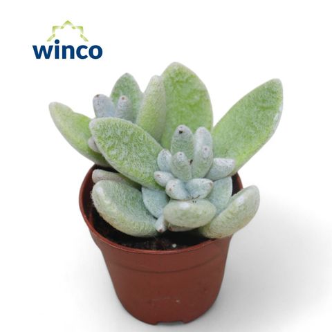 Kalanchoe eriophylla