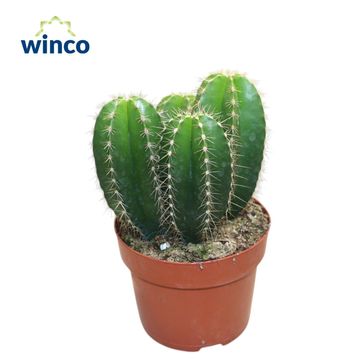 Isolatocereus dumortieri