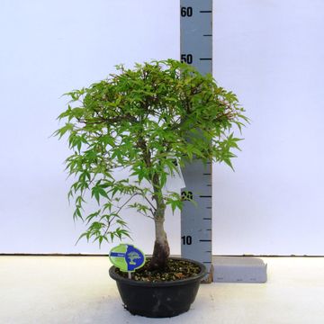 Acer palmatum 'Beni-chidori'