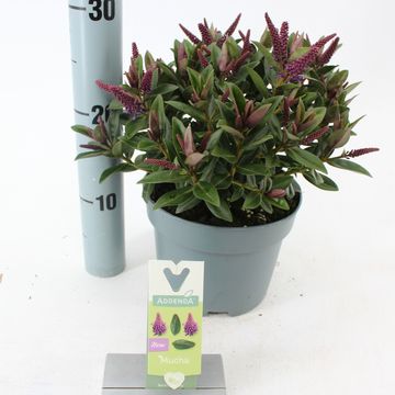 Hebe HEBEMUCHA PURPLE