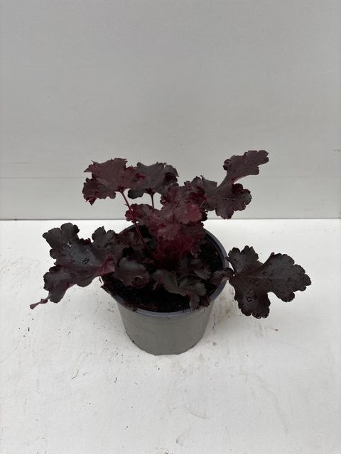 Heuchera 'Black Beauty'
