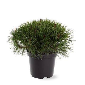 Pinus mugo mughus