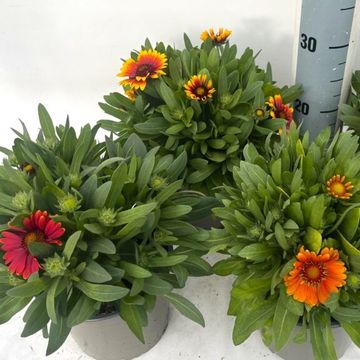 Gaillardia aristata MIX
