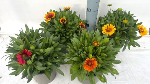 Gaillardia aristata MIX