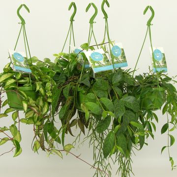 Hanging plants MIX