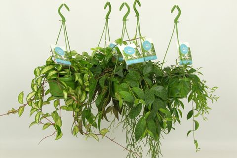 Hanging plants MIX