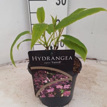 Hydrangea aspera 'Farrall'