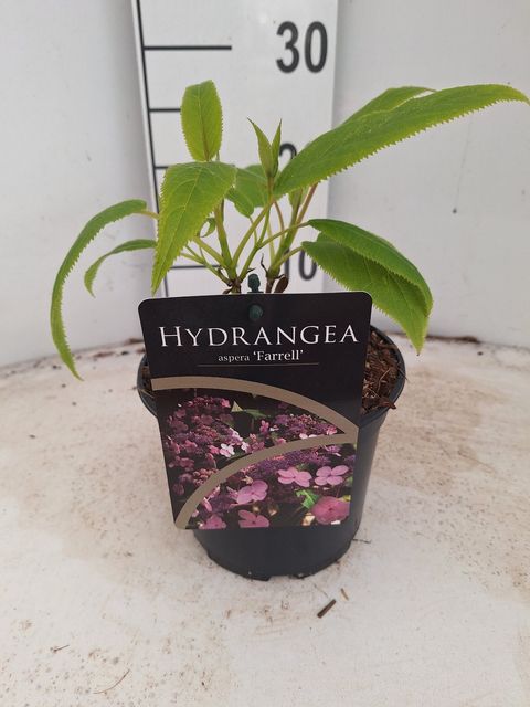 Hydrangea aspera 'Farrall'