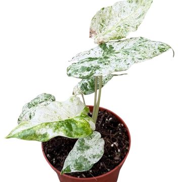 Alocasia odora 'Batik Variegata'