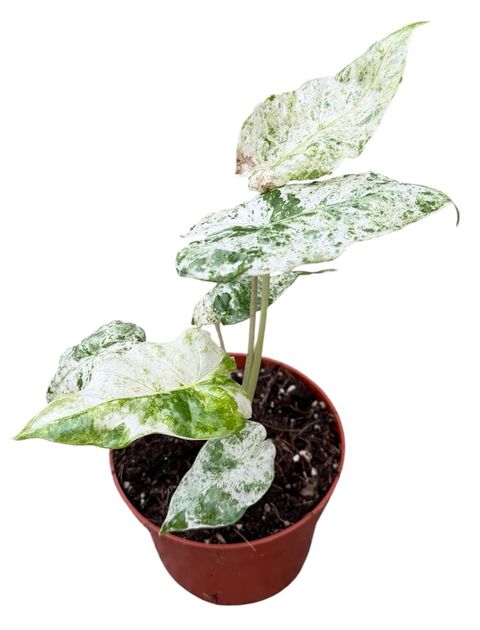 Alocasia odora 'Batik Variegata'
