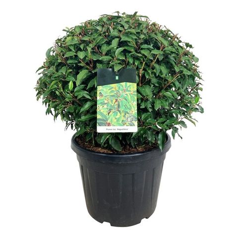 Prunus angustifolia