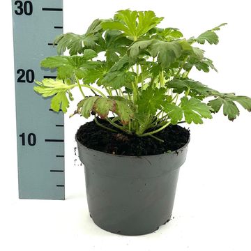 Geranium macrorrhizum 'Album'