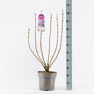 Syringa x hyacinthiflora 'Lavender Lady'