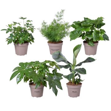 Houseplants MIX