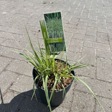 Molinia caerulea 'Variegata'