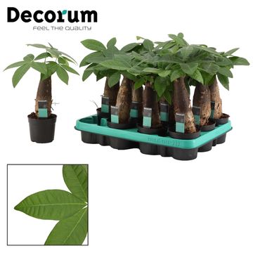 Pachira aquatica
