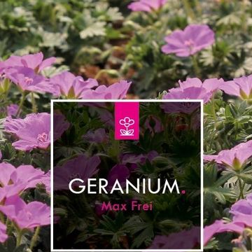 Geranium sanguineum 'Max Frei'