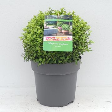 Pittosporum tenuifolium 'Golf Ball'