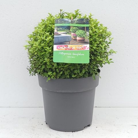 Pittosporum tenuifolium 'Golf Ball'