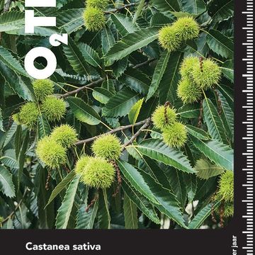 Castanea sativa 'Variegata'