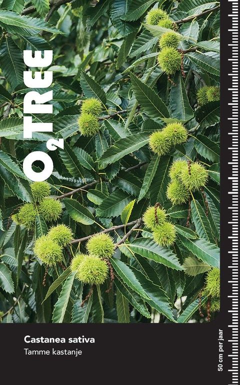 Castanea sativa 'Variegata'