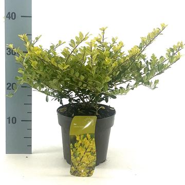 Ilex crenata 'Golden Gem'