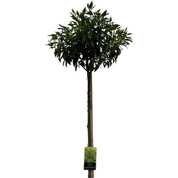 Prunus lusitanica 'Angustifolia'