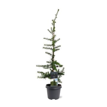 Cedrus libani