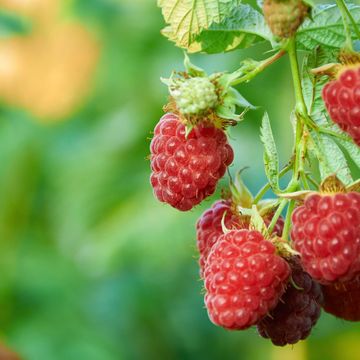 Rubus idaeus TWOTIMER SUGANA RED