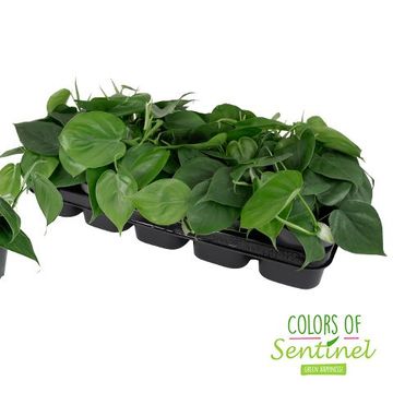 Philodendron scandens