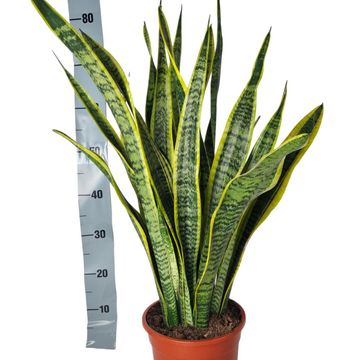 Sansevieria trifasciata 'Laurentii'