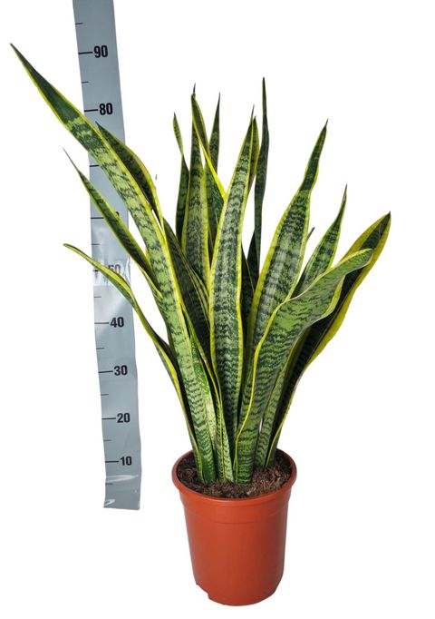 Sansevieria trifasciata 'Laurentii'