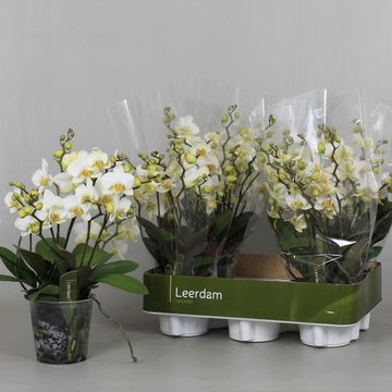 Phalaenopsis LAUSANNE