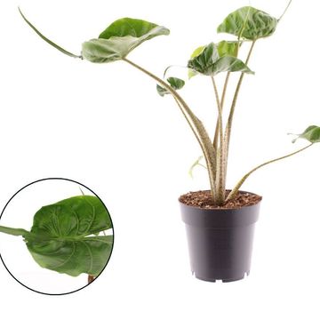 Alocasia 'Stingray'