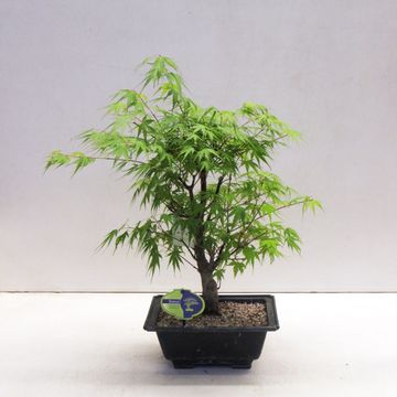 Acer palmatum 'Arakawa'
