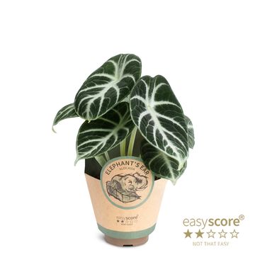 Alocasia reginula 'Ninja'