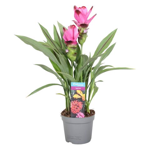 Curcuma alismatifolia SIAM SPLASH