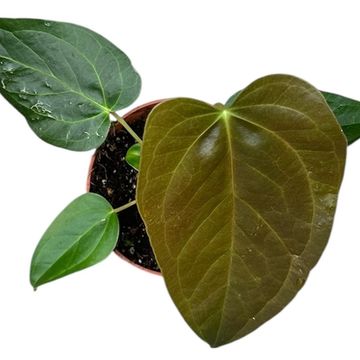 Anthurium 'Queen of Hearts'