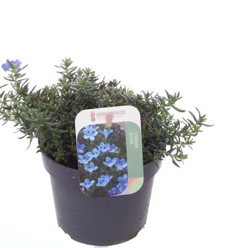 Lithodora diffusa 'Grace Ward'