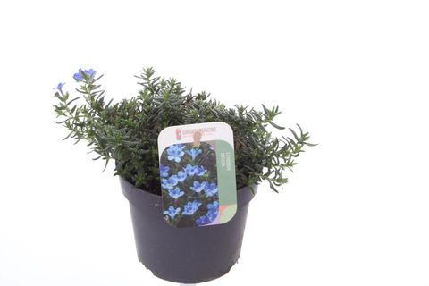 Lithodora diffusa 'Grace Ward'