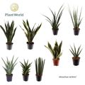 Houseplants MIX