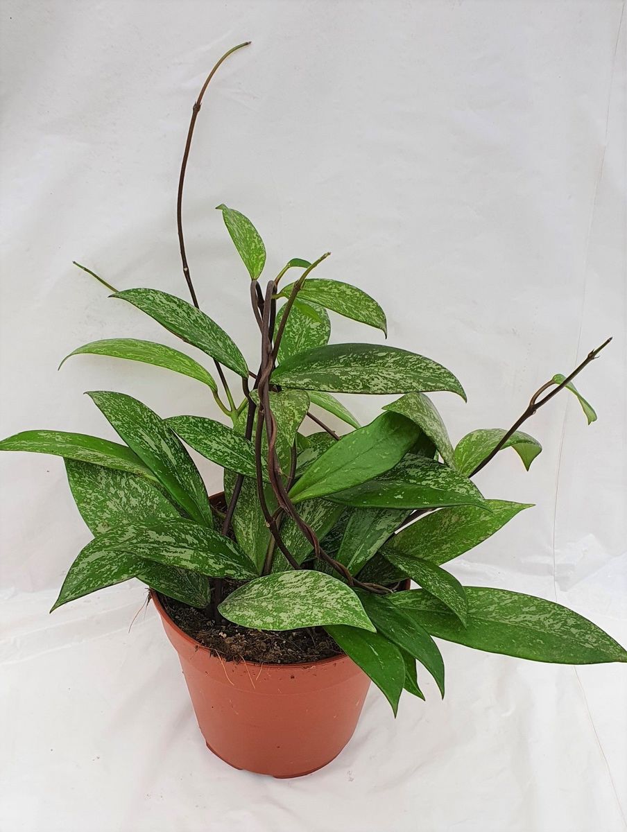 Hoya pubicalyx — Растения Оптовая FlorAccess