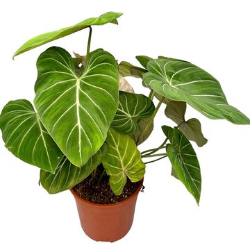 Filodendro gloriosum