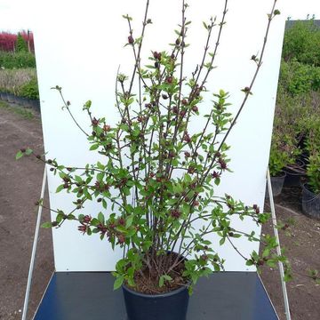 Calycanthus floridus