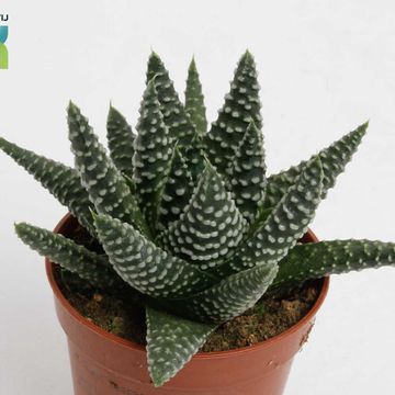Haworthia margaritifera