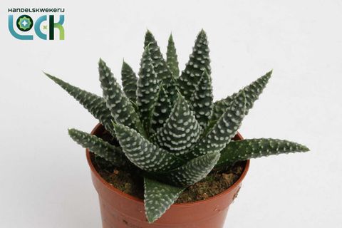 Haworthia margaritifera