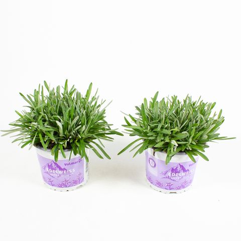 Leontopodium alpinum 'Watzmann'