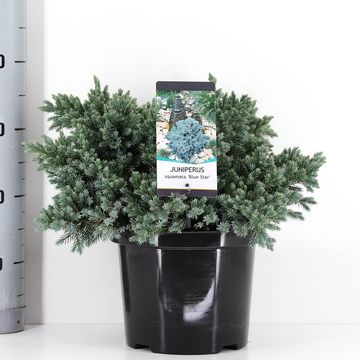 Juniperus squamata 'Blue Star'