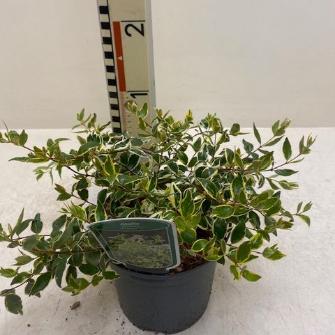 Abelia x grandiflora 'Хоплейс'